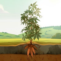 Next-generation waxy tapioca cost savings calculator