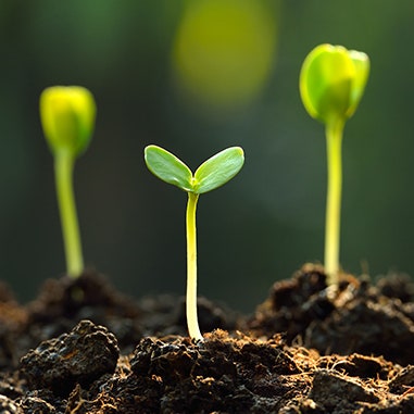 Sustainable and traceable options