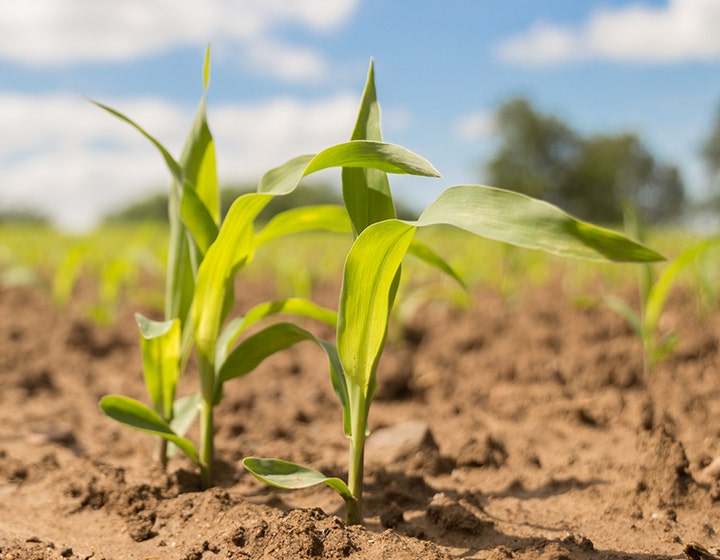 NOVATION® organic starch