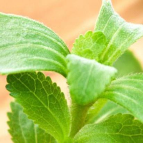 Close-up of fresh green stevia leaves showing detailed texture and vibrant color
