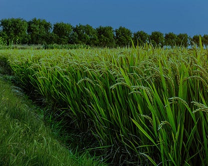 Field of wheat lined with trees